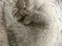 18 Nisan doğumlu british shorthair
