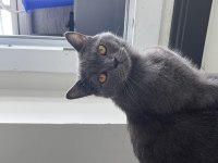 1 yaş kısır british shorthair