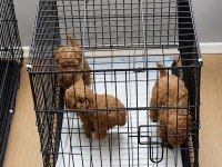 KORE GERÇEK GARANTİLİ TEACUP MALTİPOO