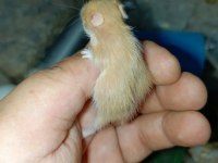 RENGARENK SYRİA HAMSTER YAVRULAR
