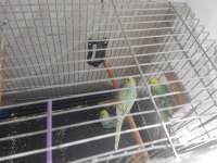 Kafes dahil 4 yavru muhabbet kuşu