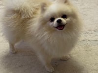 Yetişkin Eğitimli Pomeranian Boo Dişi