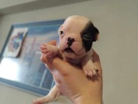 Oyuncu french bulldog yavrularımız