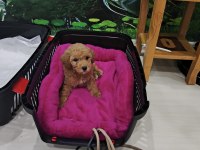 3.5 aylık safkan toy poodle