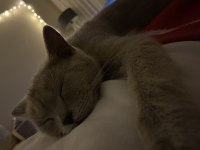 British Shorthair Gri 2 Yaşında Dişi