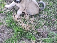 Chihuahua sevimli köpekler