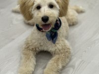 Çok oyuncu maltipoo 5 aylık