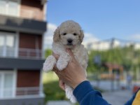 Nadir renk beyaz toy poodle