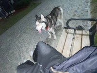 3 YAŞINDA AŞILARI EĞİTİMİ TAM HUSKY