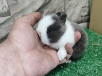 Cüce Tavşanlar İSTANBUL / GÖNDERİM MEVCUT / KAPIDAÖDE