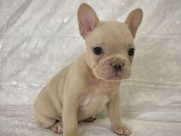 Denizli French bulldog yavrular