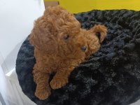 Biblo kızıl toy poodle