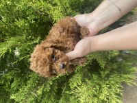 Kore kan poodle