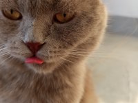 1,5 yaşında scottish fold