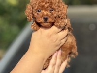 2 Aylık erkek POODLE