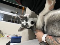 4 AYLIK HUSKY SİBİRYA KURDU SAFKAN EN İTAAT EDEN CİNS