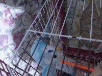 Güzel damızlık takım bakıcı muhabbet kuşu