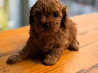 Tarifsiz sevgi toy poodle yavrularım
