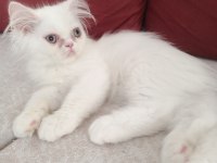 Safkan chinchilla ve british shorthair yavruları