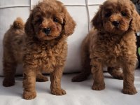 HİPOALERJANİK TOY POODLE BEBEKLERİM