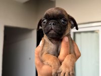 Sağlık ve ırk garantili pug mops yavrularımız 