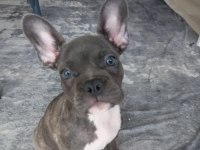 Kızımız HERA YI SAHİPLENDİRİYORUZ french bulldog