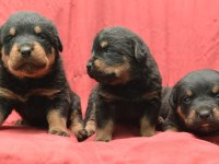 A Kaliteli Rottweiler Yavrularımız