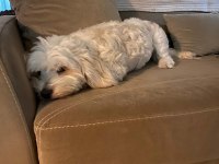 Maltese terrier 3 yaşında