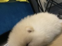 Pomeranian Köpeğimiz İzmir