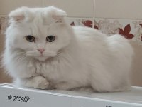 SCOTTİSH FOLD 1 YAŞINDA EVCİL AŞILI HAMİLE