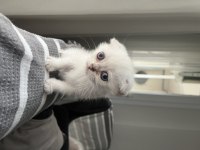 Acil sahiplendirme scottish fold