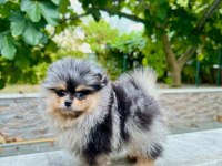MERLE POMERANİAN BOO