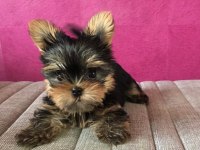 Micro Teacup Kore Türkiyede Tek Yorkshire Terrier