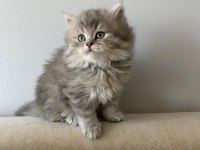 Orjinal şecereli blue point ve british shorthair yavrular