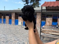 Maltipoo yavrusu köpeklerimiz