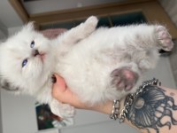Eskişehir Tepebaşından scottish fold longhair