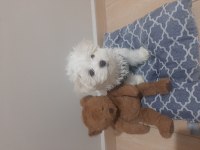 Kore kan 2 aylık erkek köpeğimiz
