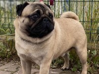 ERKEK A KALİTE PUG EŞLEME TECRÜBELİ