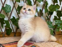 Ny12 Dişi İrina British Shorthair Golden