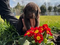 Labrador yavrularımız