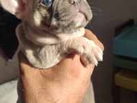 Egzotik renk french bulldog bebeklerimiz