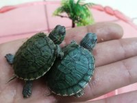 Su Kaplumbağası Bebek Kırmızı Yanak Singapur