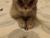 Ücretsiz Dişi British shorthair