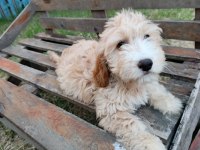 Orjinal maltipoo yavruları