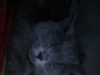 2 yaşında dişi british shorthair Afrodit