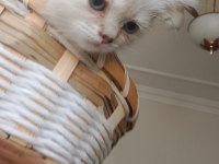 Blue point british shorthair yavrular