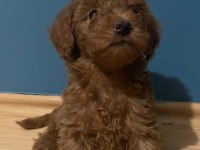 Kendi köpeğimin yavruları