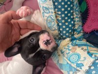 İzmir kaliteli french bulldog yavrular