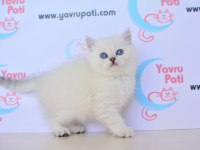 Satılık British Shorthair İlanları Ve Fiyatları | Petcim.com