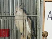 Albino Cinnemon Takım Sultan Papağanı